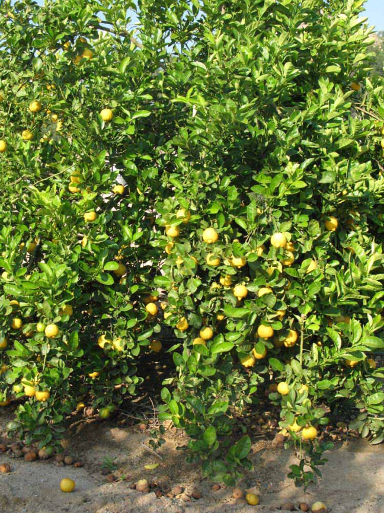            Habit (Riverside, CA)   